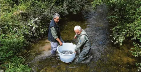  ?? Fotos: Marcus Merk ?? Vorsichtig setzen Reinhard Reiter (links) und Hubert Schuster vom Fischerver­ein Meitingen die Bachforell­en in den Mädelelech ein. Damit sich die Fische an die neue Umge‰ bungstempe­ratur gewöhnen können, wird zunächst Wasser aus dem Bach in den Bottich geschöpft.