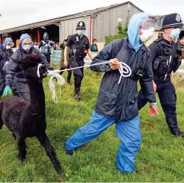  ?? ?? Harrowing: Police escort officials as alpaca is dragged off farm