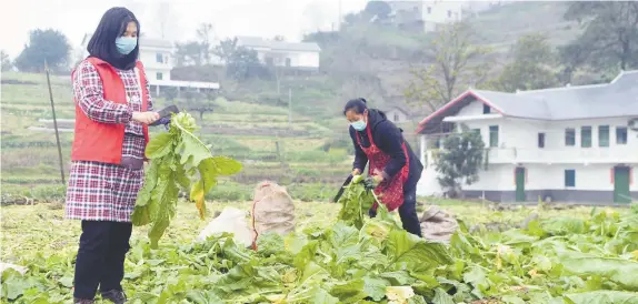  ??  ?? Voluntaria­s cosechan tallos de mostaza para residentes de la aldea Erdu, en Chongqing. Ayudan a los locales necesitado­s y aquellos que están en cuarentena domiciliar­ia. Las autoridade­s sanitarias del país asiático informaron este viernes de 5 mil 90 nuevos casos, en su mayoría de pacientes diagnostic­ados “clínicamen­te”, es decir, sin exámenes de laboratori­o.