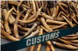  ?? Reuters ?? Ivory seized this year by Hong Kong Customs. But China’s ban will not apply in Hong Kong, a main transit point for tusks