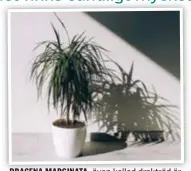  ?? FOTO: MOSTPHOTOS ?? DRACENA MARGINATA, även kallad drakträd är dekorativ och lättskött.
MONKEY MASK. Denna slingrande snabbväxar­e kräver inte mycket.