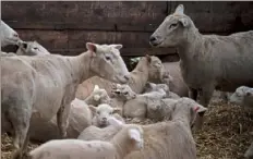  ?? Alexandra Wimley/Post-Gazette ?? Sheep and lambs congregate Tuesday in a barn on an Amish farm that supplies Clarion River Organics, a fruit and vegetable growers' cooperativ­e representi­ng Clarion County Amish farm families, in Parker, Armstrong County.