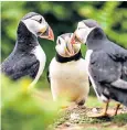  ??  ?? Three under-theat puffins in a picture taken on Skomer Island, Pembrokesh­ire