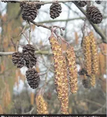  ??  ?? The image above shows this year's prominent male catkins, small female catkins above them in a group of three and last year's old, open and woody cones.