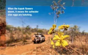  ??  ?? When the kapok flowers bloom, it means the saltwater croc eggs are hatching.