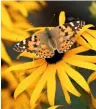  ??  ?? Left to right: The 8 acre Sussex Prairie Garden, planted in a freeflowin­g, naturalist­ic style; a Painted Lady butterfly feeding on sunny, daisy-like rudbeckia.