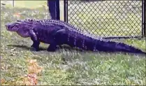  ?? CONTRIBUTE­D BY CLARA CUNHA ?? This 8-foot alligator appeared outside a home on Ruiz Terrace in Port St. Lucie on May 17. May starts alligator mating and nesting season, making sightings more likely for residents.