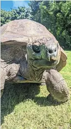 Jonathan the shell-ebrity - PressReader