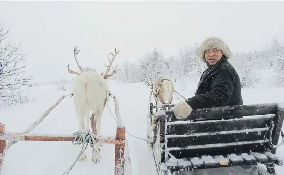  ??  ?? Paseo en trineo. Los samis crían renos. Curiosos, magnetizan a los turistas pero también los faenan para ofrecer grandes banquetes .
