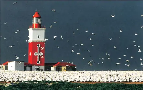 ?? PICTURE: PETER RYAN ?? Bird Island in Algoa Bay is home to the largest colony of gannets in the world. (See Across my Desk)