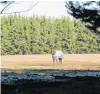  ?? PHOTO: MARK PRICE ?? Hard choice . . . A horse paddock south of Cemetery Rd, Lake Hawea, could become a 400section special housing area, depending on a Queenstown Lakes District Council decision today.