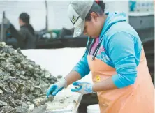  ??  ?? Una mujer trabaja en una planta de procesamie­nto de ostras y otros productos acuícolas en Guerrero Negro, Baja California Sur.