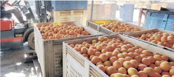  ?? SIMPHIWE MBOKAZI ?? THE CITRUS Growers Associatio­n has said the latest informatio­n they have been given shows that three of the ten container depots are fully functional. African News Agency (ANA)