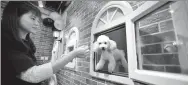  ?? HU XIAOJI/FOR CHINA DAILY FANG ZHE/XINHUA ?? On Sept 13, a dog enjoys high-class service in a pet hotel in Taiyuan, Shanxi province.