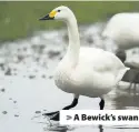  ??  ?? > A Bewick’s swan