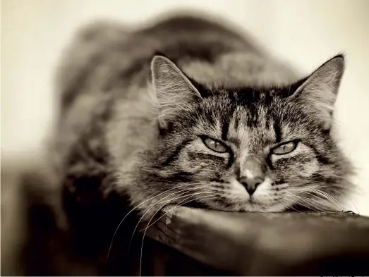  ?? Foto: Michael Bauch ?? Ruheplatz Der Fotograf hat hier ziemlich alles
richtig gemacht. Die etwas schläfrig wirkende Katze schaut den Betrachter direkt an, und die Schärfe liegt genau am richtigen Platz – auf den Augen. Eigentlich perfekt!