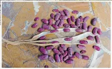  ?? THERESA M. FORTE FOR TORSTAR ?? Scarlet runner bean seeds, harvested to be saved for the following year, are surprising­ly colourful.