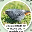  ??  ?? Black redstarts eat insects and invertebra­tes