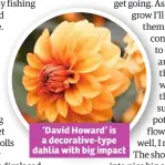  ??  ?? ‘David Howard’ is a decorative-type dahlia with big impact