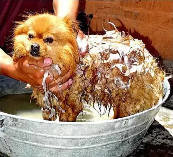  ??  ?? Dogs don’t mind being wet so much if the water is warm