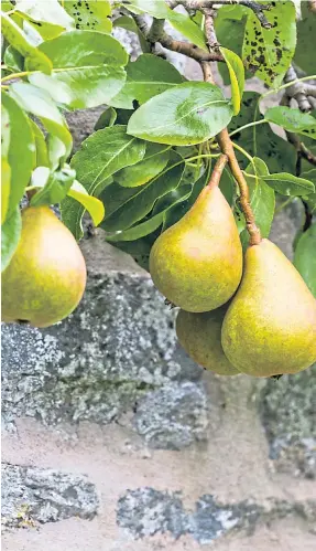  ??  ?? Pears and other fruit benefit from a walled garden’s microclima­te.