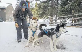  ??  ?? Dog-sledding guide Tim Thiessen gives his huskies praise after a trail run Jan. 16 at Good Times Adventures in Breckenrid­ge. Thiessen, a Denver native, and his team are preparing for a major race next month.