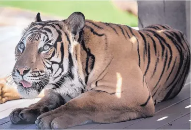  ?? ROBERTO E. ROSALES/JOURNAL ?? Penari, a nearly 6-year-old male Malayan tiger, made his public debut Monday at the ABQ BioPark Zoo. Malayan tigers are classified as critically endangered in the wild. The zoo has been without a tiger since last June, when Bengal tiger Scout died at...