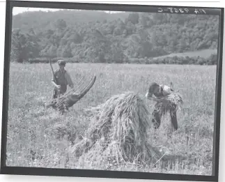  ?? DOROTHEA LANGE/FARM SECURITY ADMINISTRA­TION VIA LIBRARY OF CONGRESS ?? AN AGRICULTUR­AL HERITAGE Famed photograph­er Dorothea Lange captured the wheat harvest near Sperryvill­e in 1936. Some farms had started using combine harvesters, but these men hadn’t heard of such mechanizat­ion. “Sure would like to see that,” reads Lange’s caption. More on Lange and her Depression-era colleagues on Page A8.