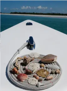  ??  ?? The bounty from a day of shelling: sand dollars, whelks, olive shells and more.