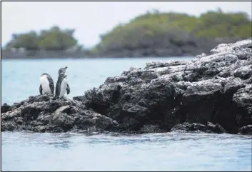  ?? PATRICK DAVISON/FOR THE WASHINGTON POST ?? A pair of Galapagos penguins, endemic to the archipelag­o, preen in the sun.