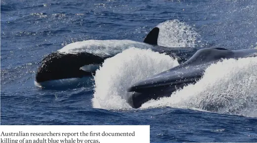  ?? ?? In 2019, killer whales were for the first time observed hunting and killing a healthy adult blue whale. Killer whales have significan­t influence on the marine ecosystem, but relatively little is known of their behaviour in Australian waters.