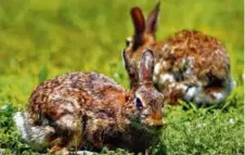  ?? JOHN TLUMACKI/GLOBE STAFF ?? Rabbits feed on the grass in front of the Massachuse­tts State House.