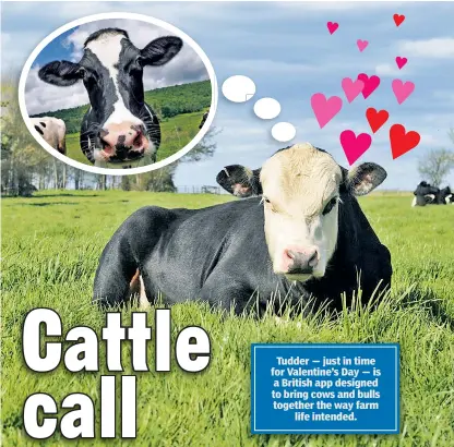  ??  ?? Tudder — just in time for Valentine’s Day — is a British app designed to bring cows and bulls together the way farm life intended.