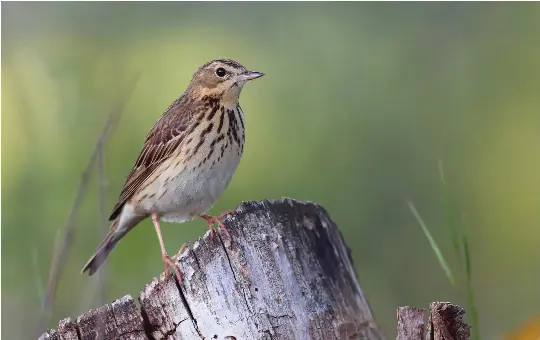 Meadow, Tree and Olive-backed Pipits - PressReader