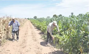  ?? ?? Cultivo de maíz y mandioca con el sistema de siembra directa en la finca de Trifón Ruiz Díaz.