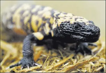  ?? Ted S. Warren The Associated Press file ?? This Dec. 14 photo shows a Gila monster at the Woodland Park Zoo in Seattle. The venomous and slow-moving lizard native to the Southwest could become an official symbol of the state of Utah, if some seventh-grade students get their say.