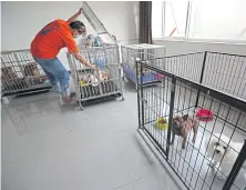  ?? VARUTH HIRUNYATHE­B ?? Pets are cared for at an animal hospital in the King Kaew area, after their owners’ homes were evacuated due to the factory fire.