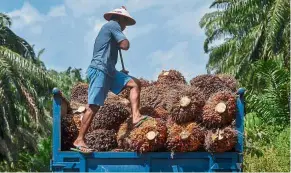  ??  ?? It is time for the sadly beleaguere­d Felda to return to its core mandate, which is to help oil palm smallholde­rs.