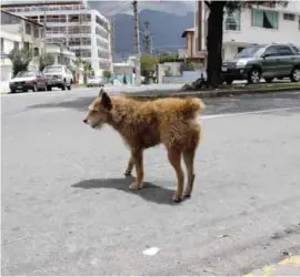  ??  ?? ABANDONO. Los perros callejeros son uno de los mayores problemas de la fauna urbana.
