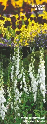  ??  ?? Tulip ‘Queen
of Night’ White foxgloves will
lift a shady border