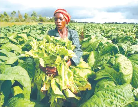  ??  ?? KAMBANI yeTobacco Industry Marketing Board (TIMB) inoti mahekita akarimwa fodya mwaka wa2017 kusvika 2018 mashoma kana zvichienza­niswa nemwaka wadarika zvichikonz­erwa nezvimhing­amipinyi zvakasiyan­a.