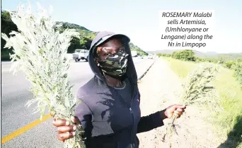  ??  ?? ROSEMARY Malabi sells Artemisia, (Umhlonyane or Lengane) along the N1 in Limpopo