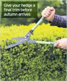  ??  ?? Conifer and evergreen hedges can have a final trim to tidy up before autumn slows down their growth. Give your hedge a final trim before autumn arrives