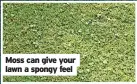  ?? ?? Moss can give your lawn a spongy feel