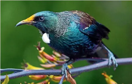  ?? CHRIS HELLIWELL/STUFF ?? More tui are on their way in Taranaki as the region works toward removing predators and restoring biodiversi­ty.