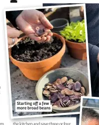  ??  ?? Starting off a few more broad beans