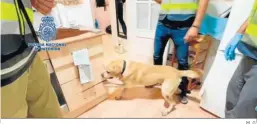 ?? M. G. ?? Un perro de la Policía Nacional durante un registro en busca de droga.