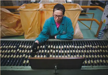  ?? (Pedro Nunes/Reuters) ?? A WORKER EXAMINES and separates cork stoppers in the Amorim Revestimen­tos factory in Sao Paio de Oleiros, Portugal, last month.