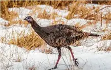  ?? Kathy Adams Clark ?? Autumn harvest feasts, like the 1621 Pilgrims feast and the 1598 feast in El Paso, could have included cooked wild turkey.