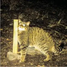  ?? BILD: SN/NATURSCHUT­ZBUND/PETER GERNGROSS ?? Eine nächtliche Aufnahme: Die Wildkatze reibt sich am Lockstock.